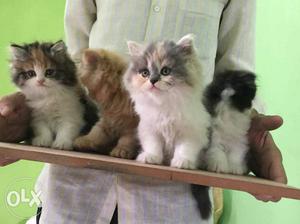 Calico, dilute calico,bie clr golden Kittens available