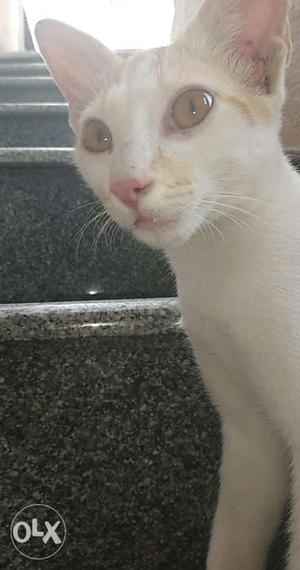 Cat Whitish orange