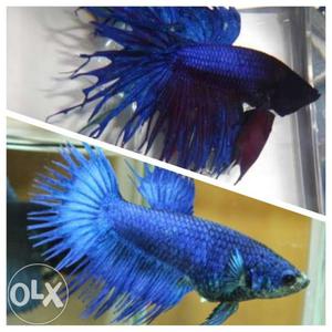 Crowntail Betta pair for 400 only