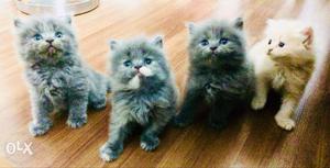 Cute persian kittens available for sale