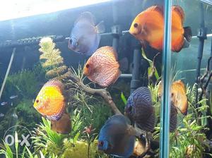 Discus Fish 3.5inch. 4.5inch. 4inch