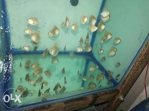 Discus babies Thumbnail plus to 1inch babies of
