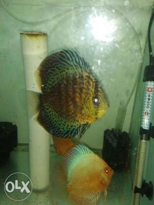 Discus for sale male only  RS