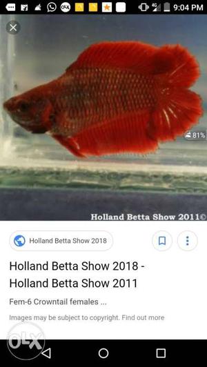 Enik red double tail female fullmoon betta venam