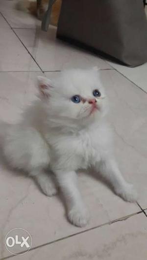 Fawn female and white male Persian kittens avaible