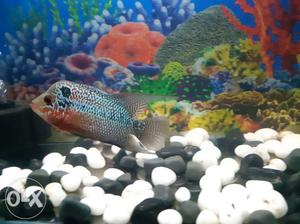 Female flowerhorn most welcome for exchange with male