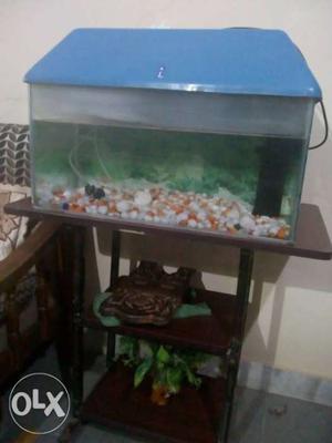 Fish Aquarium good condition with fishes for sale