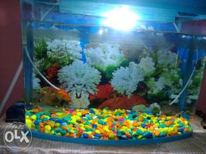 Fish Tank In Ara