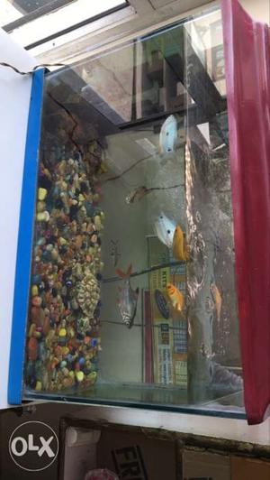 Fish aquarium with 9 fish