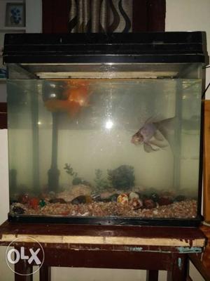 Fish aquarium with fish and all fitting