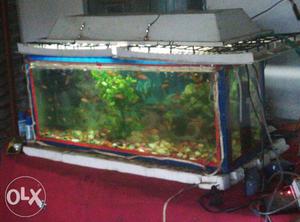 Fish aquarium with jewel fish