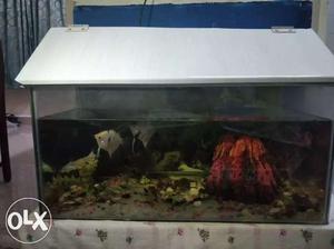 Fish tank 3 ft x 2 ft x 1 ft