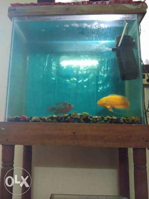 Fish tank big (size ) + small tank +
