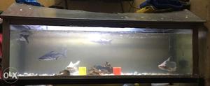 Fish tank size length 4ft by 1.5ft silicon coated
