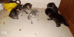Five Long-fur Gray And Black Kittens