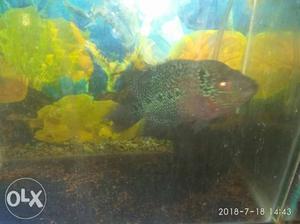 Flower horn felame fish with 1feet tank fix price