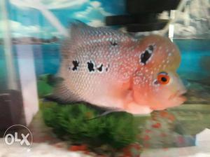Flowerhorn fish Red dregon Healthily​