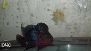 Flowerhorn king srt ball head red