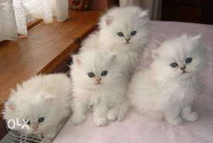 Four Long-fur White Kittens