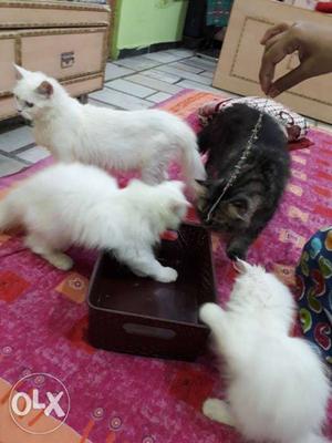 Four White And Black Kittens
