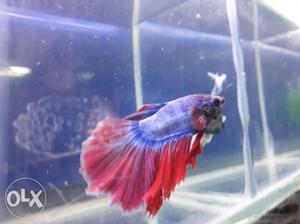 Full moon AAA quality betta for sale