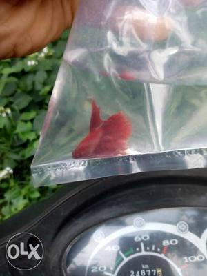 Full red betta fish male