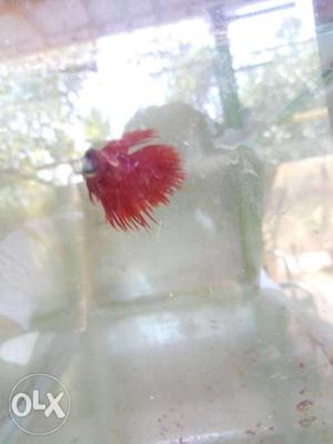 Full red crown tail betta fish male
