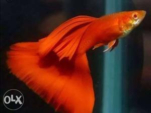 Full red guppy for sale