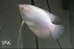 Giant gourami fish for sale (2 inch, red eye)