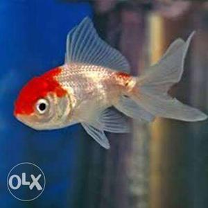Gold Fish: High quality Only Rs 25 per pc Call