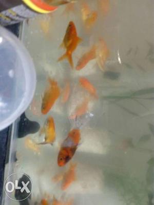 Gold fish sk gold koi for sale