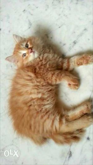 Golden persian kitten 2.5 months