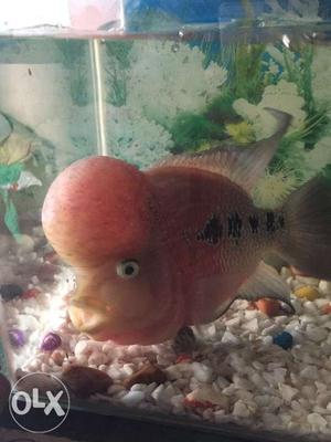 Good quality flowerhorn for salee! Very active!!