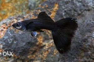 Good quality guppy Fish.
