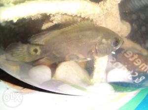 Grey Fish In Punnapara