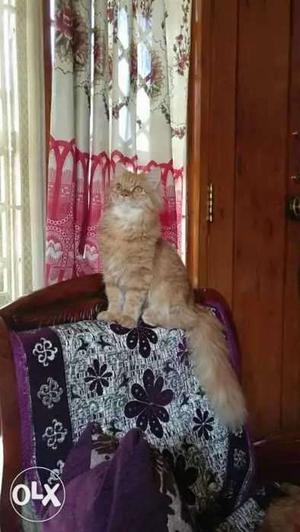 Healthy pure female persian cat. Age: 1 year old