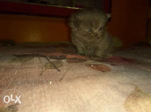 Hi it's a beautiful male Persian cat kitten 25days old