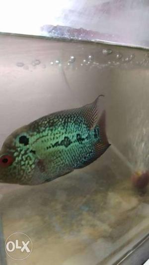 High breed Flowerhorn