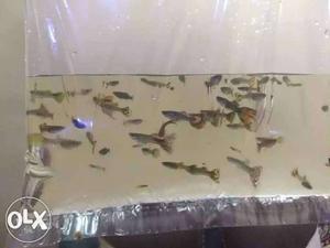 Home breed guppies fish for sale 25 rs pair