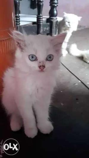 I have 3 white persain kitten I sent 1 in 
