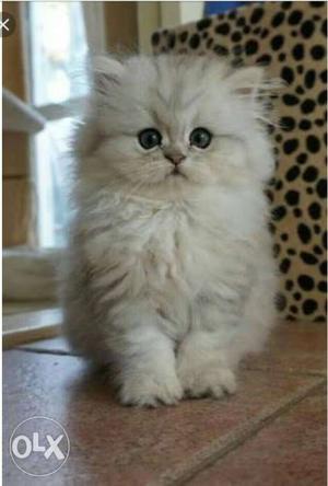 I want to buy persian kitten less than 60 days old