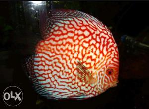I want to sell my Pegion checkerboard discus...4