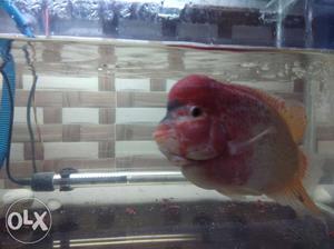 I want to sell my flowerhorn super red albino at