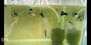 Imp high quality guppies huge size all r imported