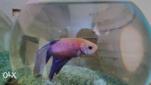 Importat Betta fish from Indonesia