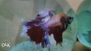 Importat Betta fish from Indonesia on sale