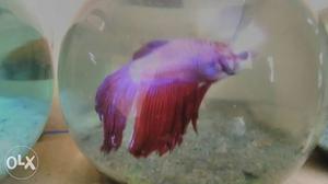 Importat,, Cherry red color Betta fish on sale