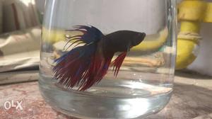 Imported Crowntail Betta Fish
