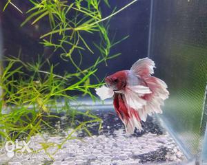 Imported Dumbo ear half moon Betta for sale. best for