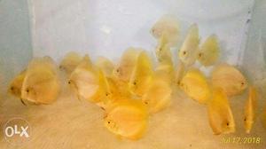 Imported High Body Solid Yellow Discus 3inch+